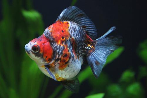 picture of Calico Shorttail Ryukin Goldfish Lrg                                                                 Carassius auratus