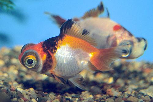 picture of Calico Butterfly Telescope Goldfish Reg                                                              Carassius auratus