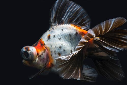 picture of Calico Butterfly Telescope Goldfish M/S                                                              Carassius auratus