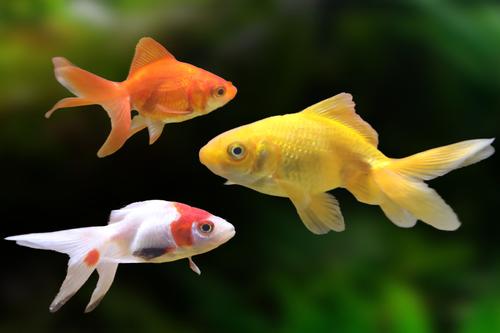 picture of Assorted Wakin Goldfish Reg                                                                          Carassius auratus