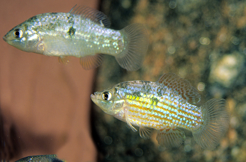 picture of American Flagfish Killie Reg                                                                         Jordanella floridae