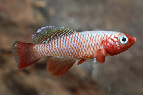 picture of N. Rubriprinnis Killie Male Reg                                                                      Nothobranchius rubripinnis