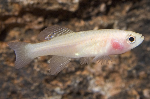 picture of Gold N. Guentheri Killie Female Reg                                                                  Nothobranchius guentheri 'Gold'