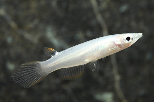 picture of Manipurensis A. Panchax Killie Reg                                                                   Aplocheilus sp. var. Manipurensis