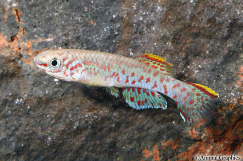 picture of Nsukka A. Gardneri Killie Pair Reg                                                                   Fundulopanchax gardneri var. Nsukka