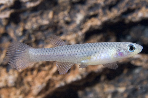 picture of A. Striatum Killie Female Reg                                                                        Aphyosemion striatum