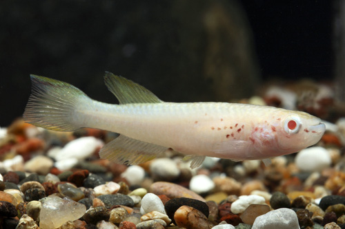 picture of Albino F. Gardneri Killie Reg                                                                        Fundulopanchax gardneri 'Albino'