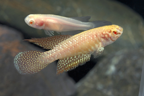 picture of Albino White Pearl Killie Female Reg                                                                 Nematolebias whitei 'Albino'