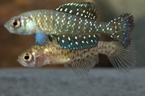 picture of Blackfin Pearlfish Killie Pair Reg                                                                   Austrolebius nigripinnis