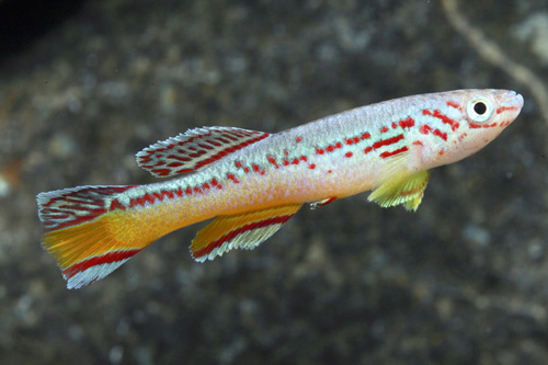 picture of F. Gularis Killie Male Reg                                                                           Fundulopanchax gularis