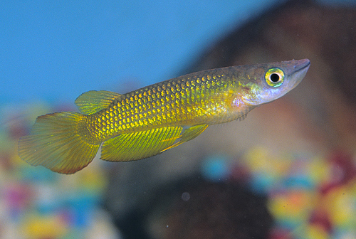 picture of Golden Wonder Killie Male Reg                                                                        Aplocheilus lineatus