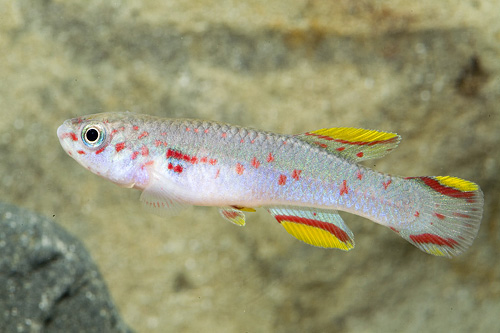 picture of Green A. Gardneri Killie Male Reg                                                                    Fundulopanchax gardneri