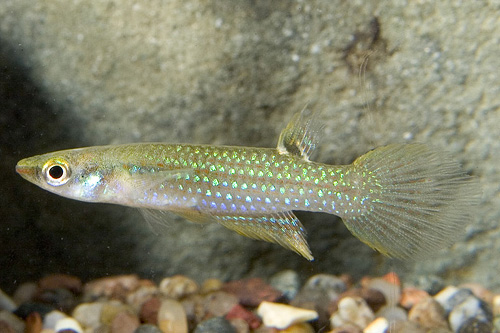 picture of Green A. Panchax Blockii Killie Female Reg                                                           Aplocheilus blockii  