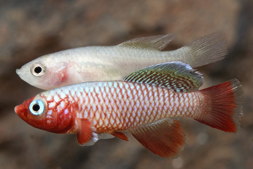 picture of N. Rubripinnis Killie Pair Reg                                                                       Nothobranchius rubripinnis