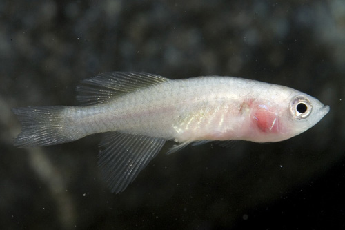 picture of N. Rubripinnis Killie Female Reg                                                                     Nothobranchius rubripinnis