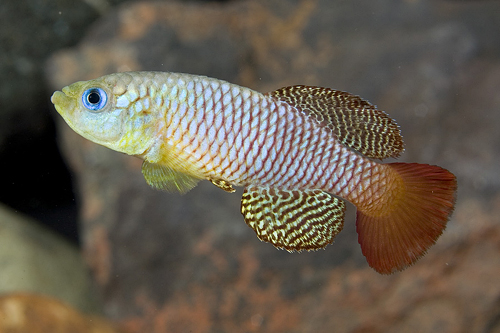 picture of Red N. Palmqviisti Killie Male Reg                                                                   Nothobranchius palmqvisti 'Red'