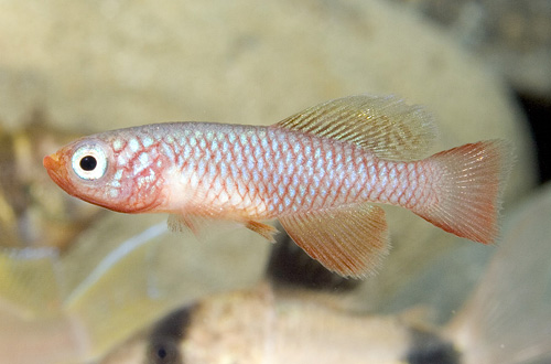 picture of Red N. Korthausae Killie Pair Reg                                                                    Nothobranchius  korthausae