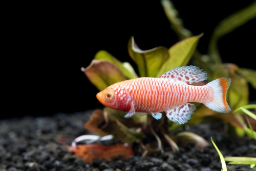 picture of Albino N. Rachovii Killie Male Reg                                                                   Nothobranchius rachovii