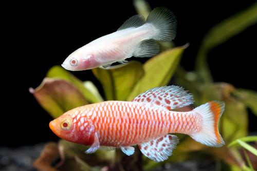 picture of Albino N. Rachovii Killie Pair Reg                                                                   Nothobranchius rachovii