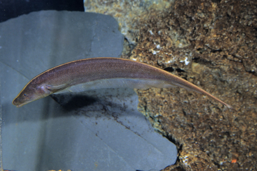 picture of Brown Ghost Knife Med                                                                                Apteronotus leptorhynchus