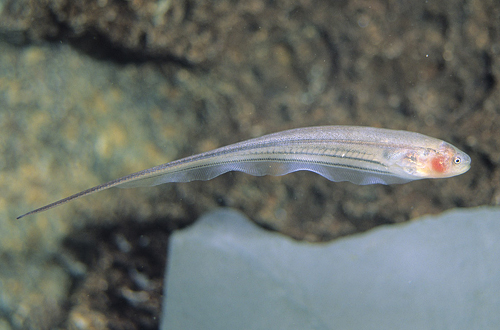 picture of Glass Knife Med                                                                                      Eigenmannia virescens