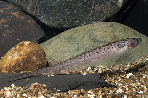 picture of Snakeskin Knife Med                                                                                  Brachypopomus pinnicaudatus