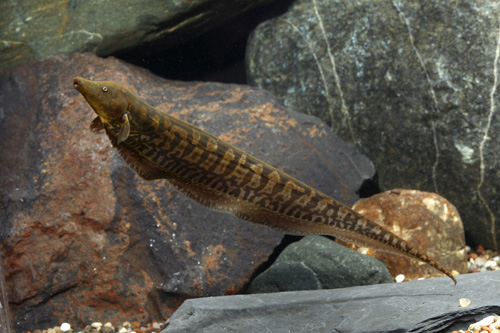 picture of Trumpet Knife Tank Raised Med                                                                        Rhamphichthys rostratus