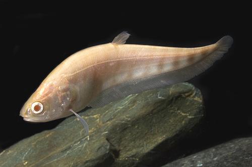 picture of Albino Clown Knife Reg                                                                               Chitala ornata