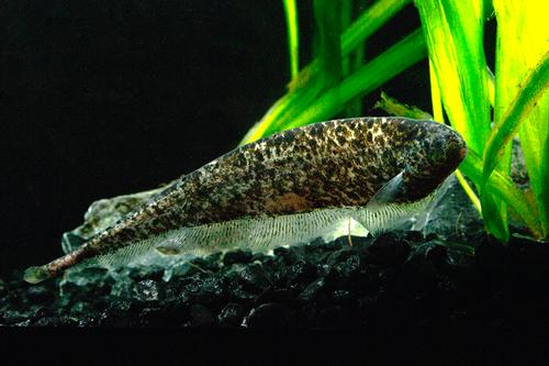 picture of Nebulosus Knife Reg                                                                                  Adontosternarchus nebulosus