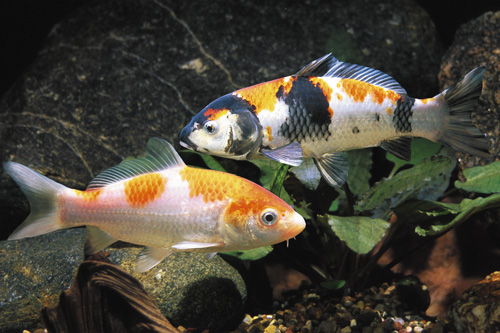 picture of Assorted Koi 10-12