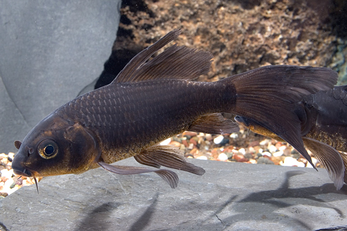 picture of Black Butterfly Koi 8-10