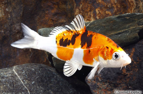 picture of Kin Showa Koi 3-4