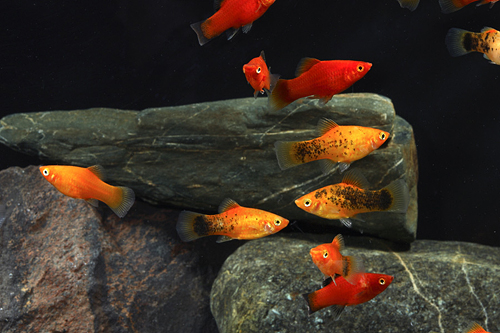 picture of Assorted Platy Reg                                                                                   Xiphophorus maculatus