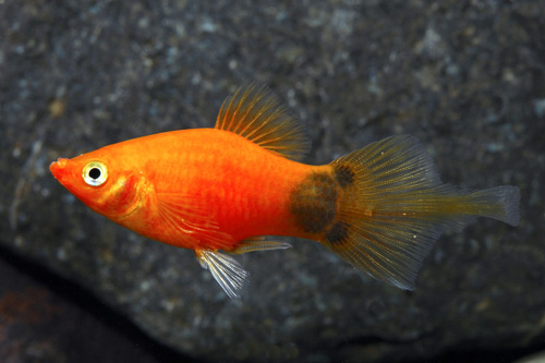 picture of Assorted Plumetail Platy Reg                                                                         Xiphophorus maculatus