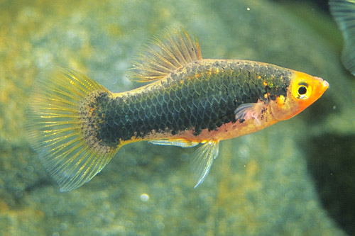 picture of Black Platy Med                                                                                      Xiphophorus maculatus