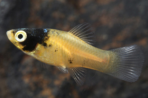 picture of Bumblebee Platy Reg                                                                                  Xiphophorus maculatus