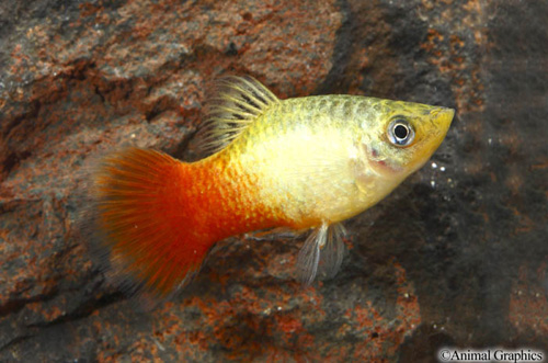 picture of Dawn Platy Med                                                                                       Xiphophorus maculatus