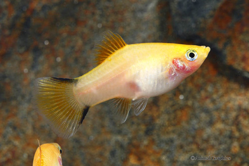 picture of Gold Twinbar Platy Reg                                                                               Xiphophorus maculatus