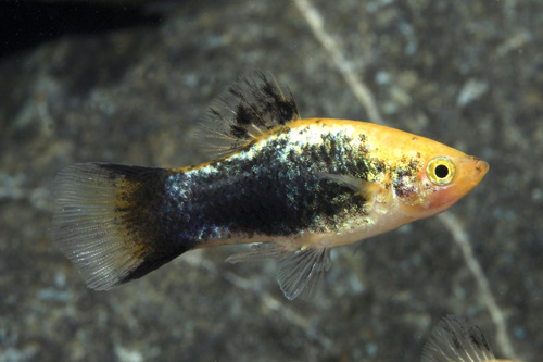 picture of Gold Twinbar Tuxedo Platy Lrg                                                                        Xiphophorus maculatus