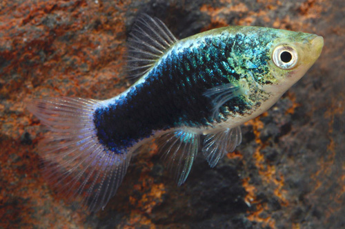 picture of Green Lantern Platy Med                                                                              Xiphophorus maculatus