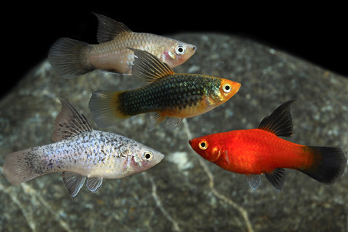 picture of Assorted Highfin Platy Sml                                                                           Xiphophorus maculatus