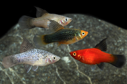 picture of Assorted Highfin Platy Med                                                                           Xiphophorus maculatus