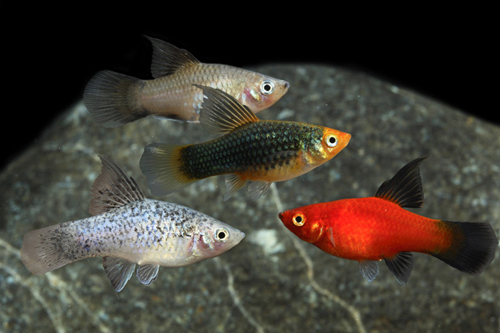 picture of Assorted Highfin Platy Shw                                                                           Xiphophorus maculatus