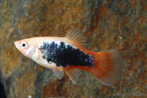 picture of Peach Tuxedo Platy Med                                                                               Xiphophorus maculatus