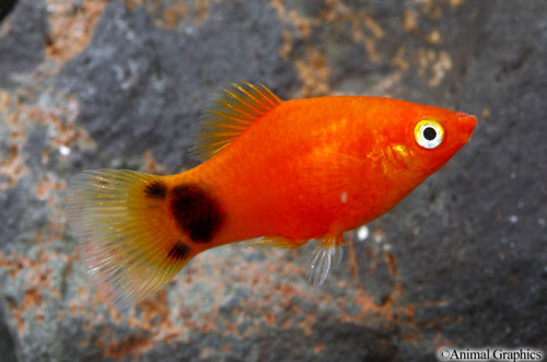 picture of Red Crescent Platy Reg                                                                               Xiphophorus maculatus