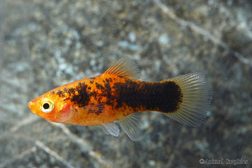 picture of Painted Platy Med                                                                                    Xiphophorus maculatus