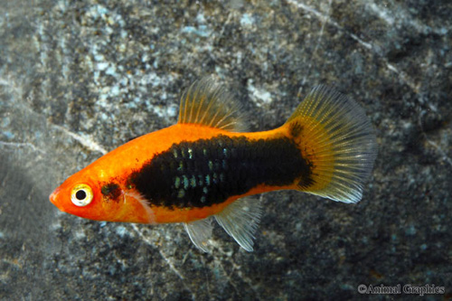 picture of Red Tuxedo Platy Reg                                                                                 Xiphophorus maculatus