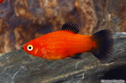 picture of Red Wag Platy Reg                                                                                    Xiphophorus maculatus