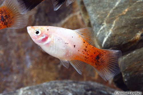 picture of Redtail Dalmatian Platy Med                                                                          Xiphophorus maculatus