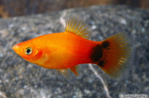 picture of Sunburst Crescent Platy Reg                                                                          Xiphophorus maculatus